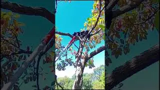 Man Risks Life and Limb to Rescue Cat Stuck in Tree for 4 Days