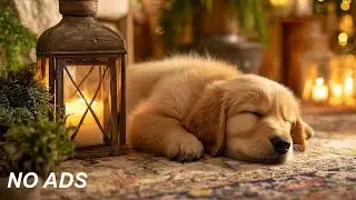 12 часов успокаивающей музыки для собак 🐶🎵 Музыка от тревоги разлуки для собак 💖 Музыка для собак 🐕