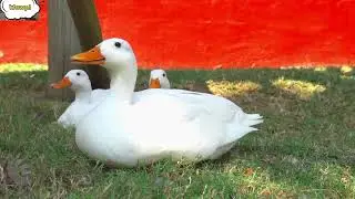 Tiny Duckling Eating | Cute Baby Duck Video