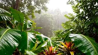 Chill Ambient Music for Focus | Peaceful Jungle Atmosphere (No Lyrics)