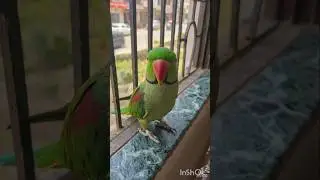 parrot talking 🦜 #Parrot #pets #shorts #BestVibes