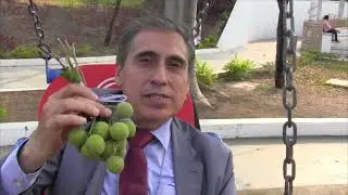 La Huaya es un fruto que tiene muchas propiedades curativas #herbolaria #salud #noticias #plantas