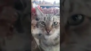 Marketplace Mewlings: A Moroccan Street Cat's Tale