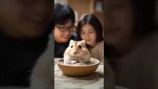 Hi guys! See hamster 🐹 in actions. #cute #higuys #funny #animals