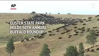 Buffalo roundup draws crowd to South Dakota's Custer State Park