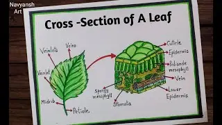 Cross Section of a Leaf diagram / How to draw Internal Structure of a leaf diagram / Leaf Anatomy