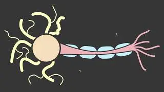 The Parts of the Neuron