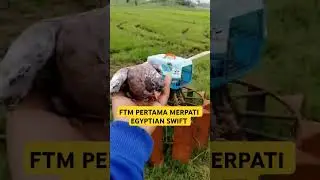 FTM pertama merpati Egyptian swift #burung #burungmerpatirumah #merpatikolong #pigeon #ayam #birds