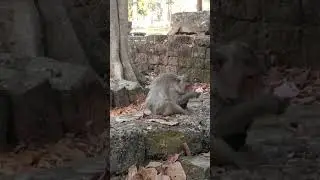 #monkeysplanet #monkeysplanet #babyanimal #animals