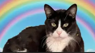 A tribute to Boy the Aussie cat! 