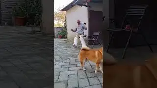 人類一敗塗地 #dog #meme #funny #Humanity is defeated