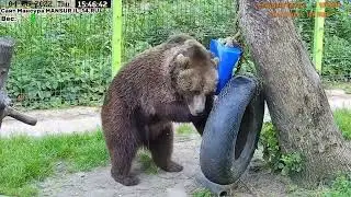 Медведь Мансур - Mansur the Bear (Медвежья разминка)
