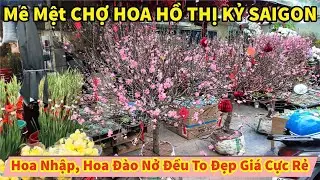 Mê Mệt CHỢ HOA HỒ THỊ KỶ SAIGON Hoa Đào Nở Đều To Đẹp Giá Cực Rẻ
