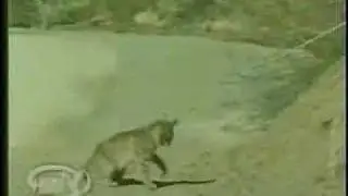 bobcat vs rattlesnake