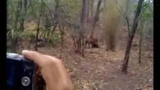 A Close Encounter with tiger at Ranthambore