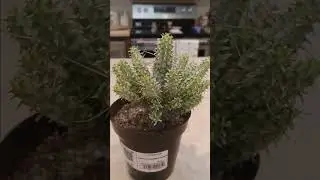 indian corn cob houseplant care tutorial #plants #gardening #garden #plant #houseplants #planting