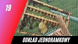 Jak zrobić odkład jednoramkowy w maju. PolskiMiodek.