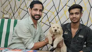 Amit pet shop sell cute Golden retriever puppy 🐶 any query pls call 8353948493#azamgarh #puppy #dog