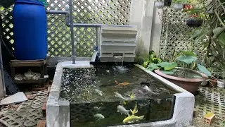 Hồ Cá Koi Đẹp - 1 Ngăn Lắng + Thùng 200l + Bakki Nước Siêu Trong.Hồ Em Đức ở Củ Chi.😊😊😊😊