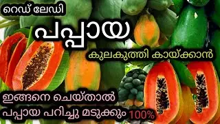ഇങ്ങനെ ചെയ്താൽ ഏത് പപ്പായയും കുലകുത്തികായ്ക്കും|papayakrishi|red lady papayafarming|papayafertilizer