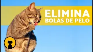 Cómo ayudar a mi GATO a EXPULSAR BOLAS de PELO 🐱