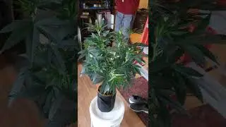 CANNABIS GROW GUIDE - Seed to Harvest. Grow Your Own Weed at Home Easily. #shorts
