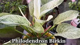 Philodendron birkin সম্পূর্ণ সঠিক পরিচর্যা দারুণ হবে গাছ । Indoor Gardening Tips & Tricks 