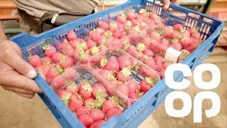 Кооператив | Знакомьтесь с продюсером &ndash; British Strawberrys