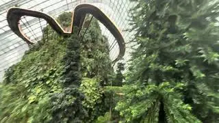 Singapore Could Forest