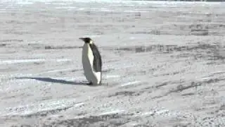 Emperor Penguin-Cape Evans, Antarctica