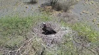 Lappet faced vulture Breeding habits