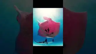 This is the first pink manta ray known in the world 💟💟 #shorts