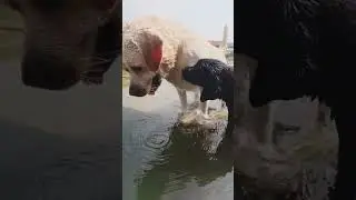 Amazing Smart Dog Dives like a pro Underwater to Fetch Ball!