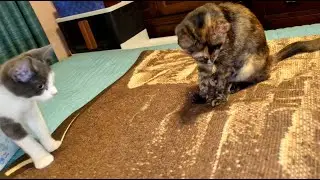 Kittens Grow Up So Fast! Tiny Blanket Monster Hunters! (3 Month Anniversary Week)