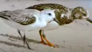 Birds Flock to the Shores of the Sahara Desert | BBC Studios