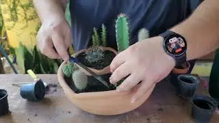 Heart of Stone: DIY Desert Terrarium