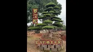 #罗汉松树#罗汉松#别墅庭院植物