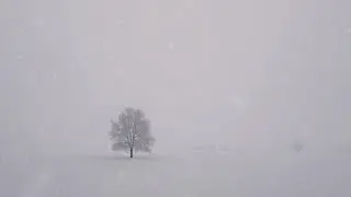 1 Hour sad music 'Winter Tree'