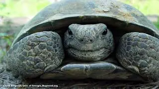 Podcast: Eglin Air Force Base Gopher Tortoise Recovery Project