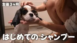 子犬お迎え後はじめてのシャンプーに挑戦‼︎【キャバリアキングチャールズスパニエル】