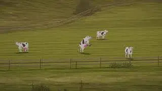 gun cow found in wreckfest