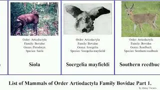 List of Mammals of Order Artiodactyla Family Bovidae Part 4. duiker gazelle saiga springbok bison