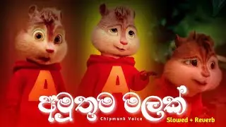 Amuthuma Malak (අමුතුම මලක්) | Chipmunk Version | Slowed and Reverb | Visha Recodz