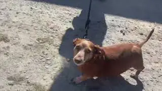 Lucky Dog Animal Rescue's Toby