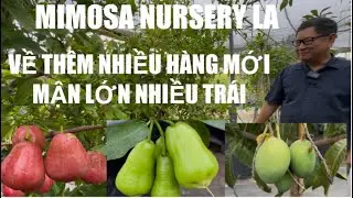 Mimosa Nursery East LA Adds Many New Arrivals Plums, Many Varieties, Huge Mangoes tt1006