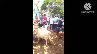 gubbi sheep and goats market every monday @ indian goat 2024