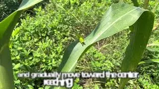 TPH PROJECT 2024 :  Identification of pest attacks on corn fields || Class PA-G || Group 2