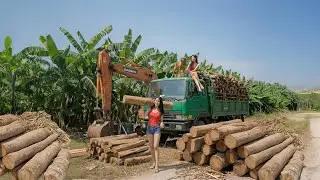 Buying 1000+ GIANT Peeled Wood From Villagers on High Hills, Use Trucks to Transport Tons of Wood