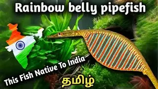 Rainbow belly pipefish  🇮🇳 This Fish native to india | Microphis deocata | Tamil