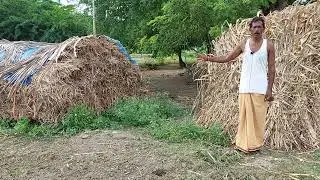 Farmers Success Stories with forage Crops| Sira Seeds #rasiseeds #farming #dairy farming #cattle.